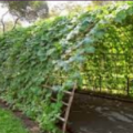 foto (Vamos a naturalizar por el tunel sensorial).png